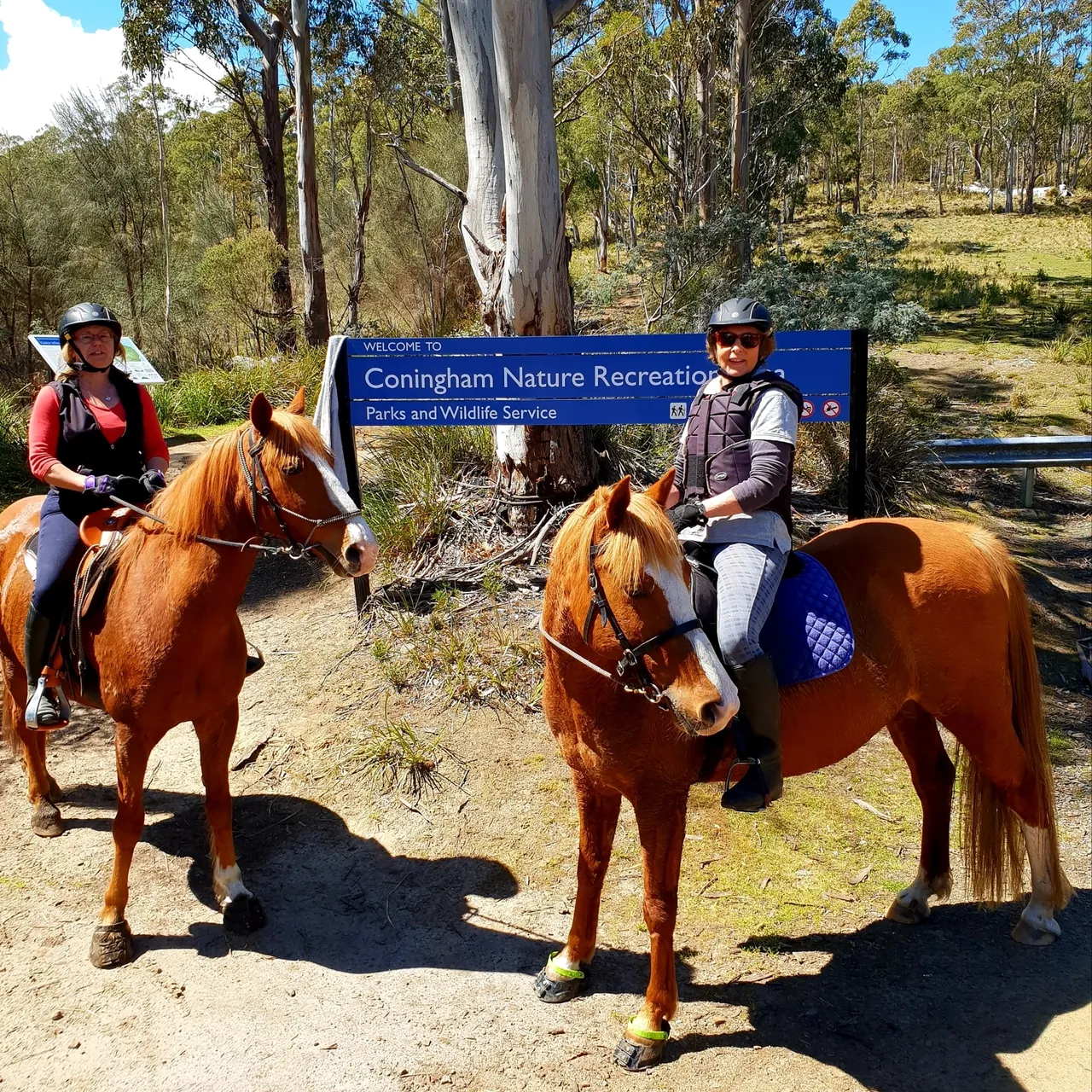 A story about the value of true horsey friendship