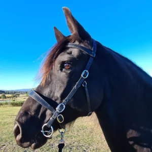 Black Innovative Equestrian Bridle