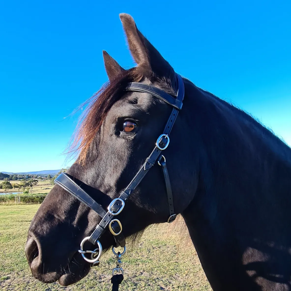 Black Innovative Equestrian Bridle