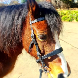 Black Pony Innovative Equestrian Bridle