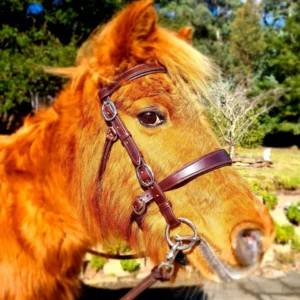 Brown Pony Innovative Equestrian Bridle