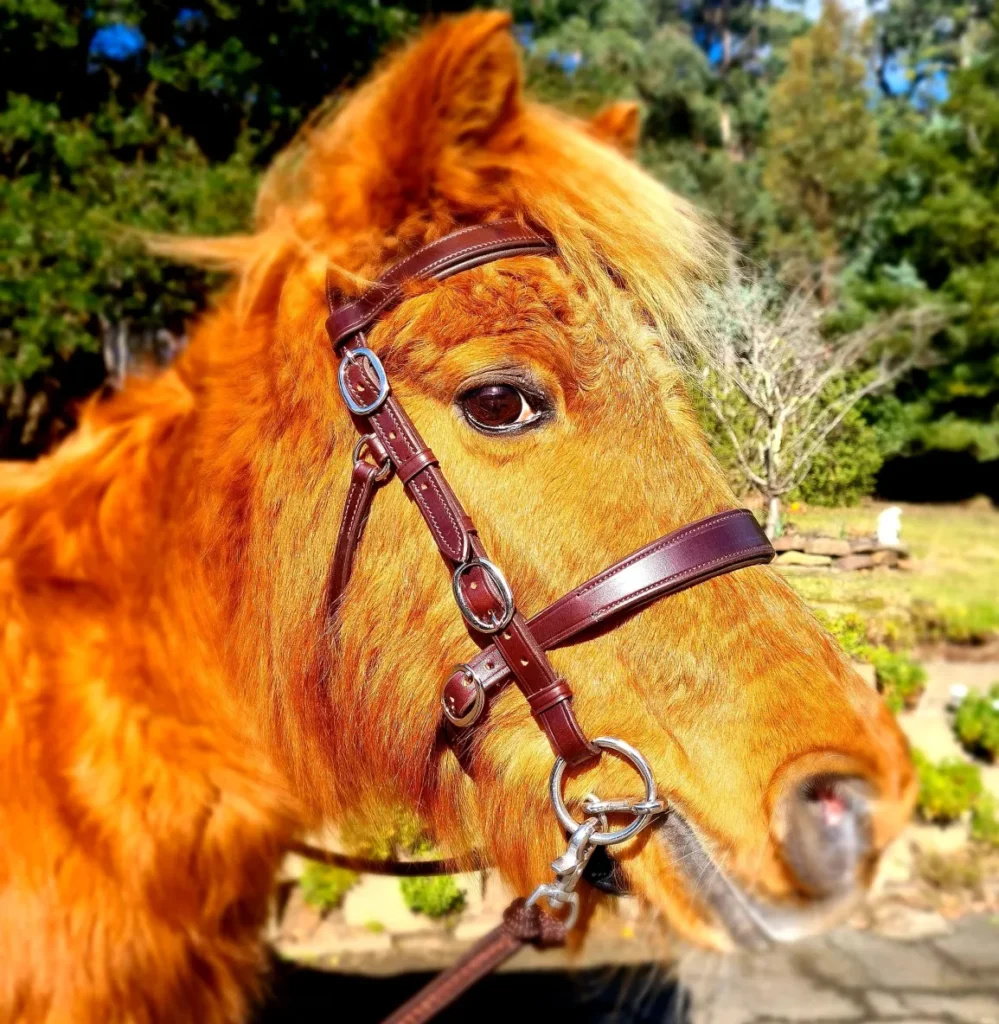 Brown Pony Innovative Equestrian Bridle