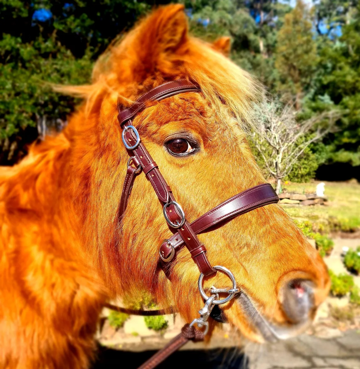 Brown Pony Innovative Equestrian Bridle