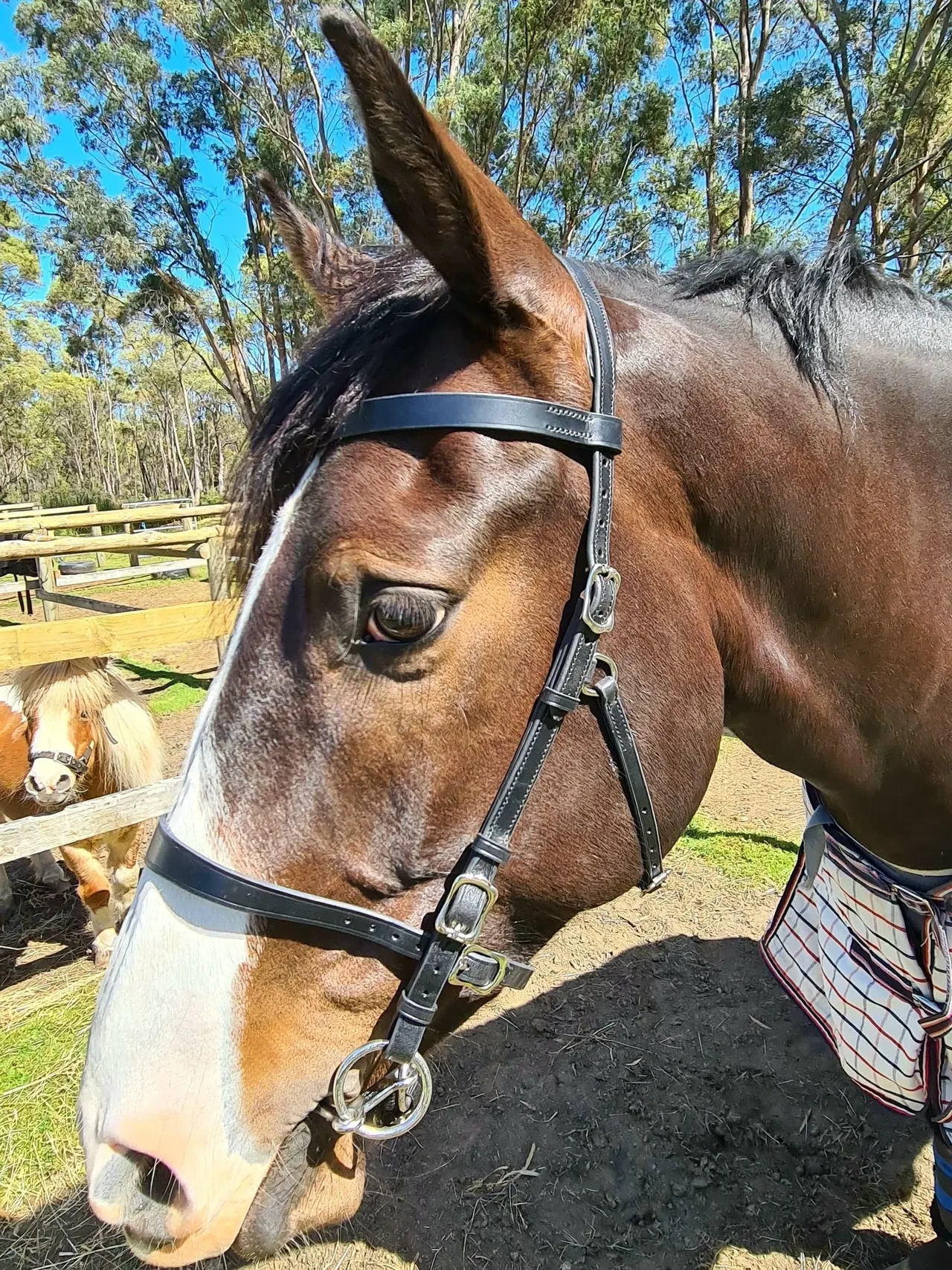 Danny modelling the Innovative Equestrian Bridle