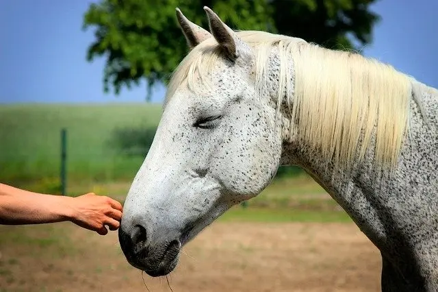 Horse Comfort First