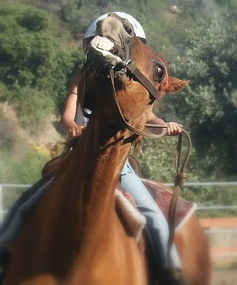 What makes horses stressed? There really are so many factors when it comes to discerning why your horse may be agitated or stressed. If I want my horses to move with gusto all I have to do is flap a plastic bag yet how could I calm him down in a moment? Environmental Factors It certainly is true that environmental factors such as weather and sugars in the grass can instantly affect your horse’s behaviour. Attitude and Thought Patterns Yet what about our own attitude and thought patterns? Let’s rule out pain and lameness, as these are another issue in itself. It’s actually true that horses can see without us even speaking a word or giving a command. They are masters at reading our body language! It sure is good to have an emergency toolbox to keep us safe when a horse is over-reactive, they could be. Hindquarter yields, backing your horse, one rein stops, dismounting and lunging to release energy. These are all really good tools when tension arises, yet did you ever think there could be a better way to condition your horse when he becomes stressed? Body Language Body language is an important factor when it comes to horses. It’s as simple as a hand clenching unconsciously on the rein that then transpires from the rein to the bit and causes tension straight to the horse. So how do we start to communicate with a horse that is already reactive? Well, it may sound funny yet I actually start with my thoughts. What’s the saying? “Leave your emotions at the gate.” Generally, this is not a possible action as humans are compulsive thinkers. Positive Thoughts What if you could picture yourself eating ice-cream in the park laughing and having fun. It sounds kind of crazy but it actually is a really powerful first step in helping your horse relax. Thinking positive thoughts when your horse is reacting can help you soften your body and this will intern help you calm your horse. A relaxed body and calm mind focused on the positive can be communicated to your horse through your body language. • Think of yourself as softening. • Try deep breathing or singing or even smiling as this can physically change our brain ways and thus create different feelings which reflect in our own bodies. • Remember a good feeling or memory. Memories are so powerful they can bring us to tears or make us smile with joy. The more time you can spend with your horse while feeling good will set you both up for success. How can a thought really influence your horse? Well, the truth is we are all carrying around stories of past failures and bad experiences with our horses? Horses actually don’t do expectations. So next time you start to feel a bit of disappointment with your horse's reaction, start to imagine something that makes you feel joyous and happy. It really is best to picture this feeling memory before you enter the paddock. Imagine it as a movie in front of your eyes. It really won't work if you can’t actually feel the feeling of joy or happiness or safety. It's just one of those things that need to be practised with feeling. It is also very helpful if the memory is completely different from horses as our brains will automatically associate horses to horses. So, think of something completely unrelated like roller-skating. This process is best done in small yet frequent stages as the more you practice something the better you become. Just like learning the guitar, soon your fingers over time start remembering the chords. Start in your horse’s comfort zone for example on your own property where he feels safe. Another tip, go soft really soft and then add in the commands. Horse Well-Being Innovative Equestrian offers great products that will improve your horse’s health and responsiveness. The Pee Wee horse bit is the only horse bit in the world that does not contact the sensitive sides of the horse’s mouth. The Pee Wee eliminates head tossing and laying on the bit. This will make your horse calmer. Another great solution to reduce stress is the Innovative Equestrian Bridle. Designed for trail riding, leading a horse through water, over obstacles and horse riding on the beach. Let us know if you have enjoyed this article and and stay tuned for our next will send article about going soft before asking for commands. This, in turn, can build a strong foundation for you and your horse. By Vanessa Macdonald Vanessa is an NLP Practitioner Accredited and has worked with horses around the world. She lives in Southern Tasmania with her family and two geldings.
