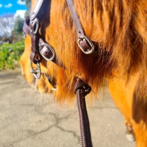 brown-poni